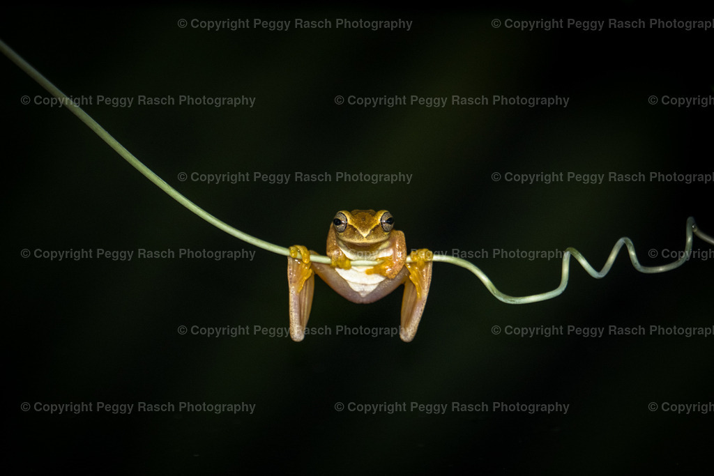 Frösche_Observatory_Lodge_groß (43 von 62) | PeggyRaschPhotography - Realisiert mit Pictrs.com