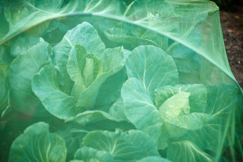 Weisskraut unter einem grünen Netz | Austria - June 29, 2019: Weisskraut unter einem grünen Schutznetz. - Realisiert mit Pictrs.com