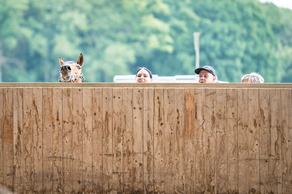 DSC09225 | Pferdegrafie