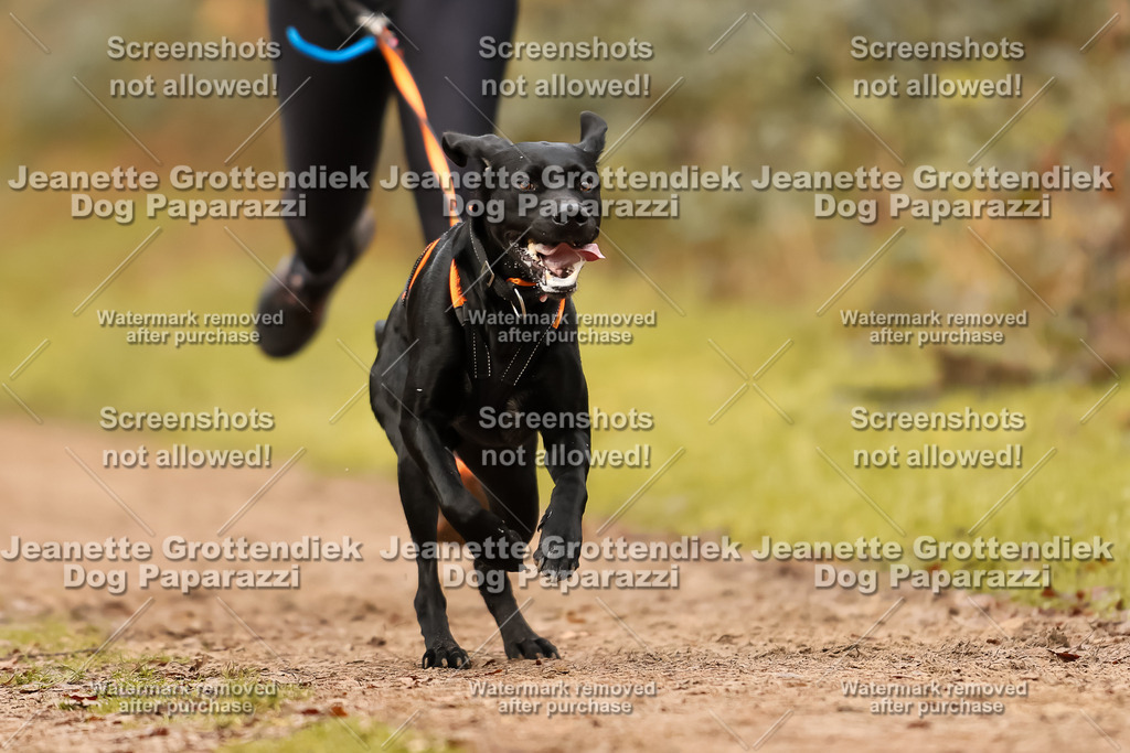 Dog Paparazzi - Speedhunter Mannheim  2025-285 | Dog Paparazzi Jeanette Grottendiek Fotografie & Videografie