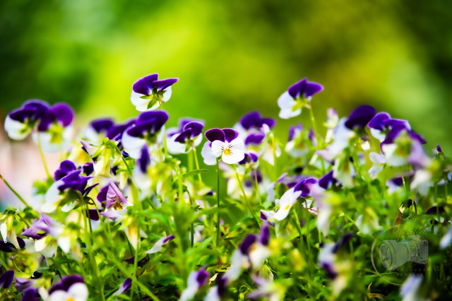 DSC_1033 | Shop für Prints Landschaftsfotografie Sächsische Schweiz Naturfotografie in Thüringen Fotos vom Findlingspark Nochten Kloster Sankt Marienstern Bilder Festung Königstein PanoramaRhododendronpark Kromlau FotogalerSchleswig-Holstein Küstenlandschaften