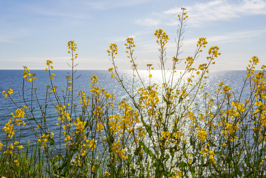 Wandbild: Frühlingsleuchten – Rapsblüte hoch über dem Meer | Die beruhigende Kraft der Natur eingefangen in einem harmonischen Motiv – dieses Wandbild zeigt die Rapsblüte an der Steilküste in Schönhagen. Die sanften Farben und die offene Landschaft schaffen eine entspannte und wohltuende Bildwirkung. Ideal für Wartezimmer, Behandlungsräume oder Empfangsbereiche, um eine stressfreie Atmosphäre zu fördern. - Realisiert mit Pictrs.com