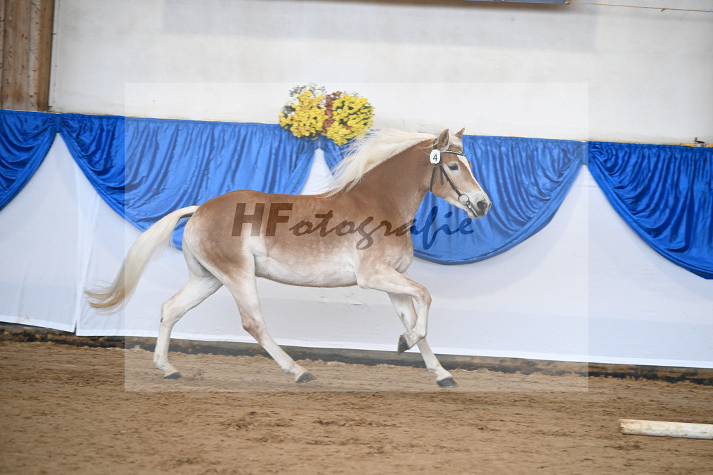 Bl. Band Kat-Nr. 4 Lavanna KF v. Stubenkoenig_Karsten_48251277 | hf-fotografie - Realisiert mit Pictrs.com