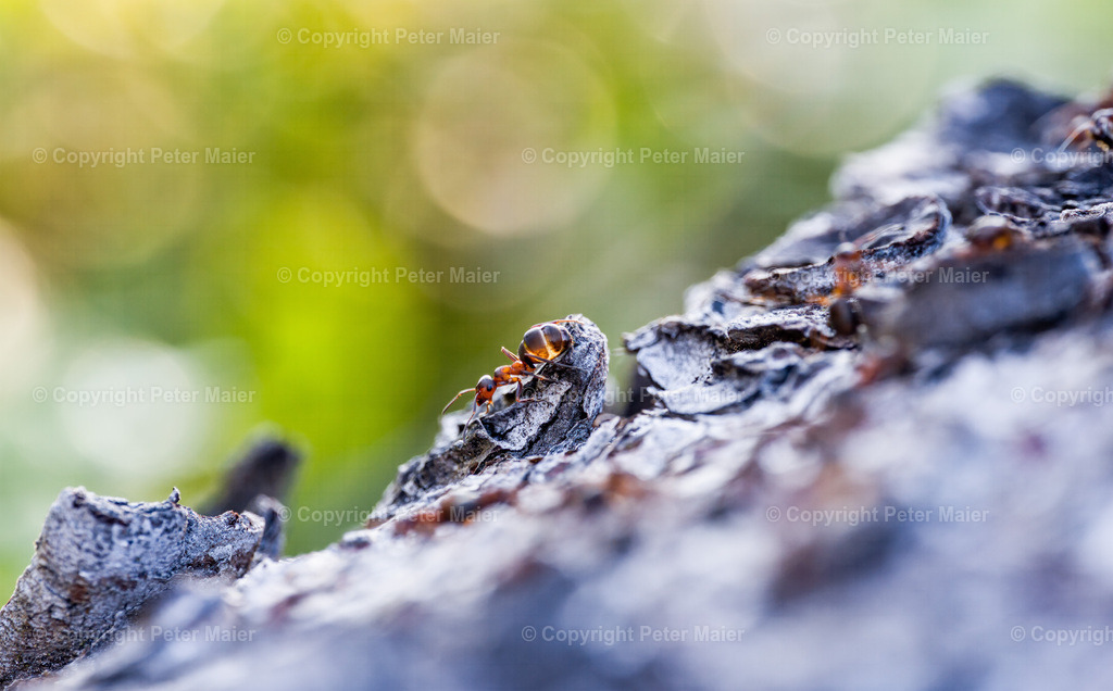 Divers_Erlebnisraum_Wald_23_Peter_Maier-207 | piet_flosse
