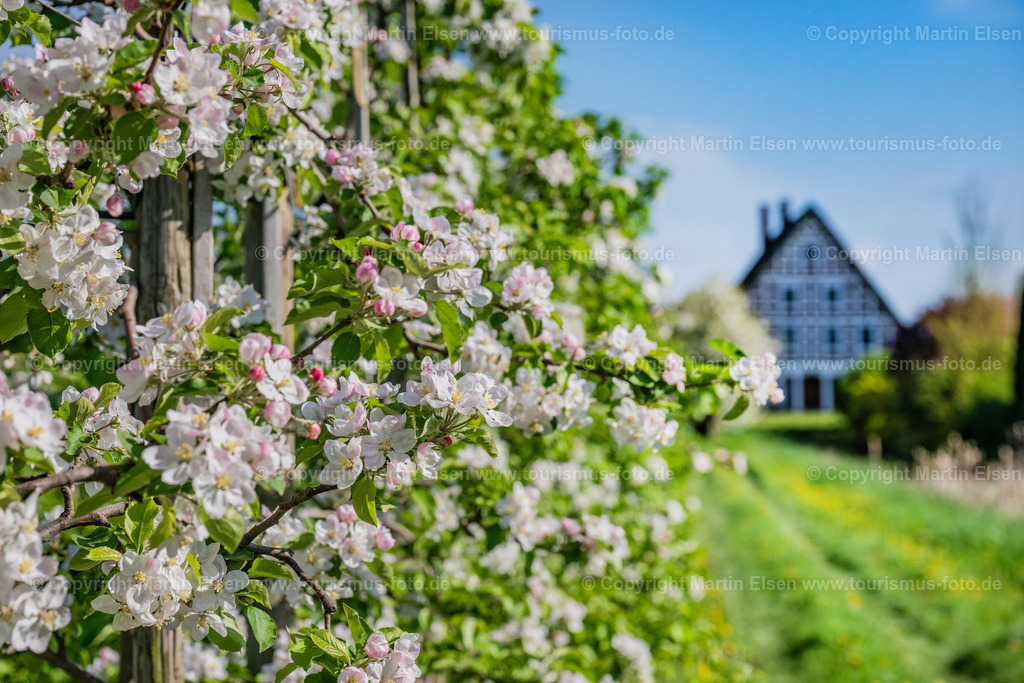 Altes Land Blüte Fachwerk_ELS_2084150424 | Fotos aus den Touristenorten aus Norddeutschland. - Realisiert mit Pictrs.com