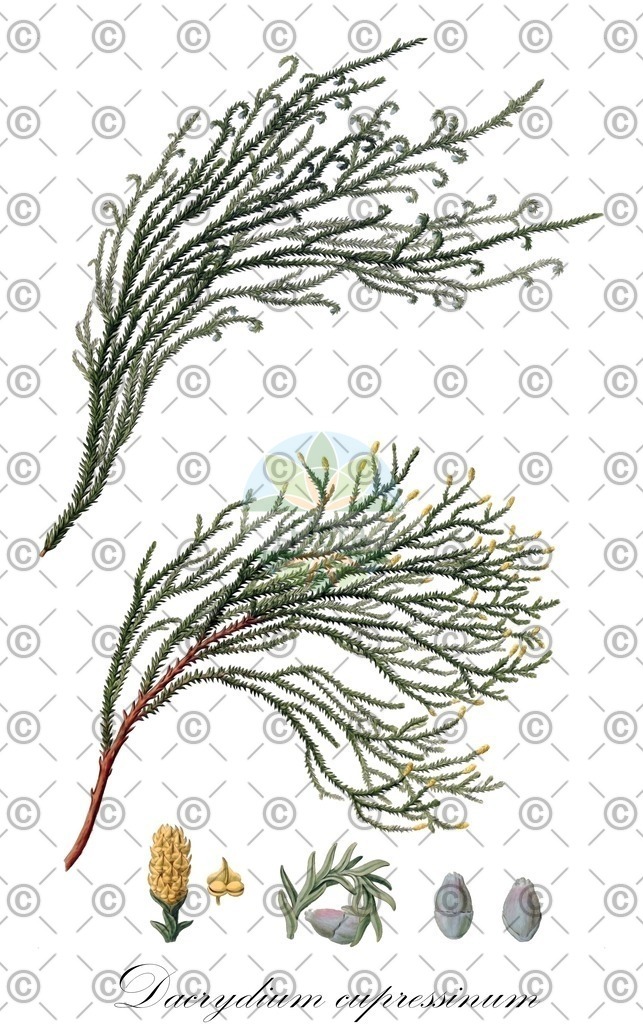 HistAbb_wfo-0000831248_1_ENZY_Simple | Historische Abbildung von Dacrydium cupressinum - Podocarpaceae | Historical Illustration of Dacrydium cupressinum - Podocarpaceae