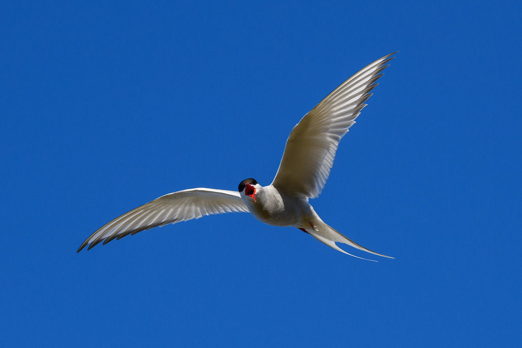 kuestenseeschwalbe-2019-170 | Island ist die Heimat zahlreicher Küstenseeschwalben. Diese Aufnahme entstand nahe einer Brutkolonie in  Grundarfjörður auf der Halbinsel Snæfellsnes. - Realisiert mit Pictrs.com