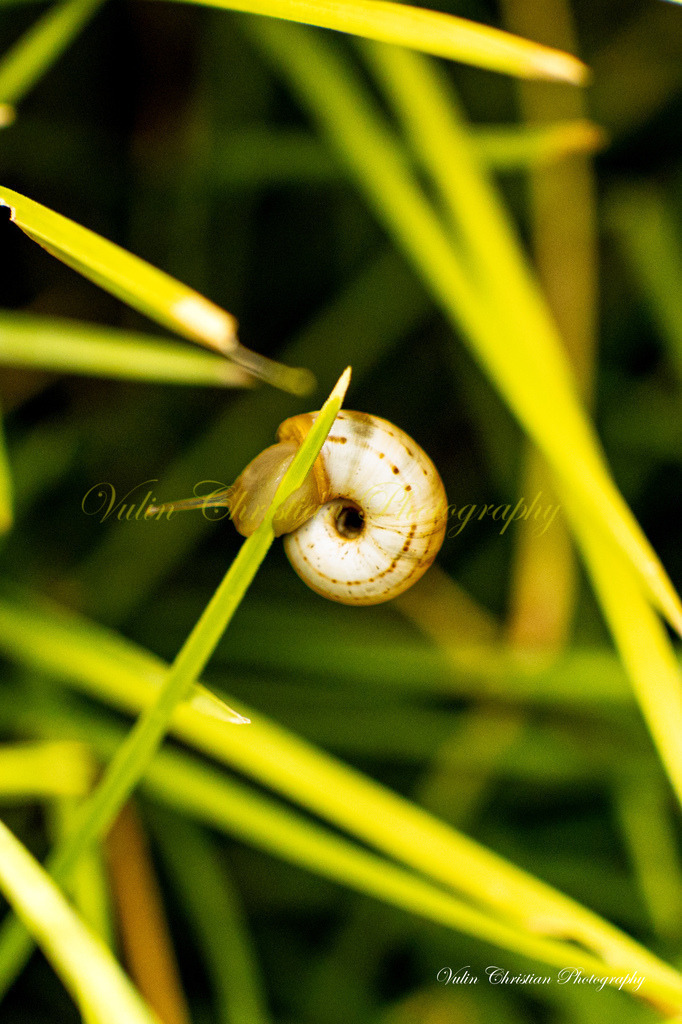 Macro 35 | Christian Vulin  - Realisiert mit Pictrs.com