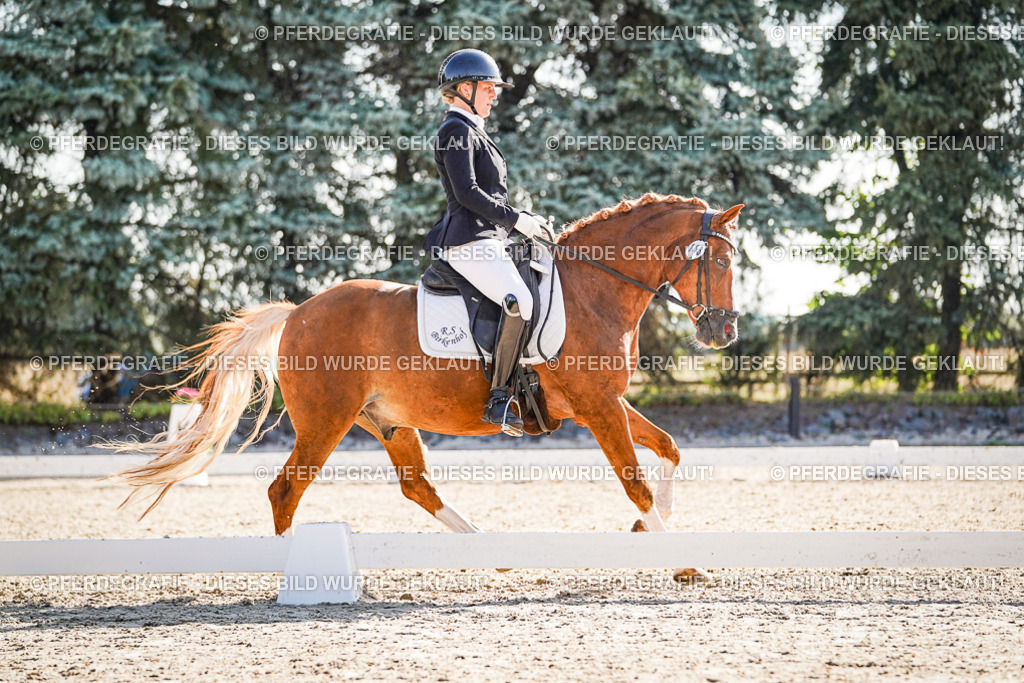 DSC00018 | Pferdegrafie