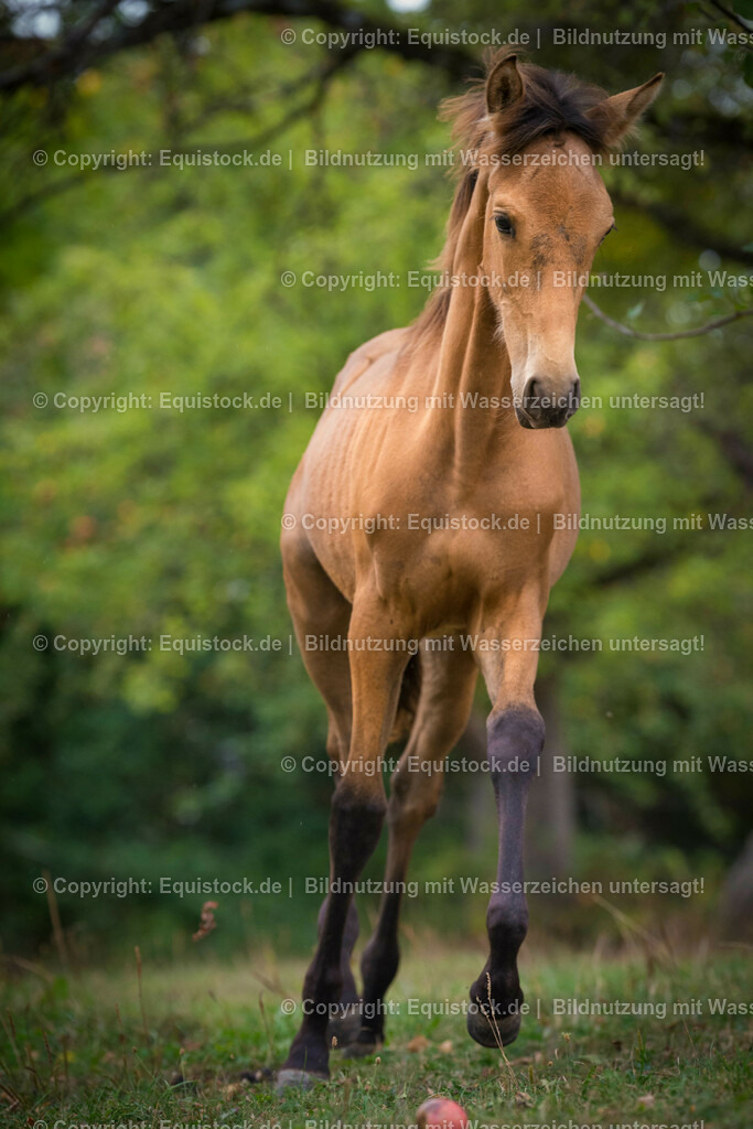 20150913_Fohlen_0044 | equistock