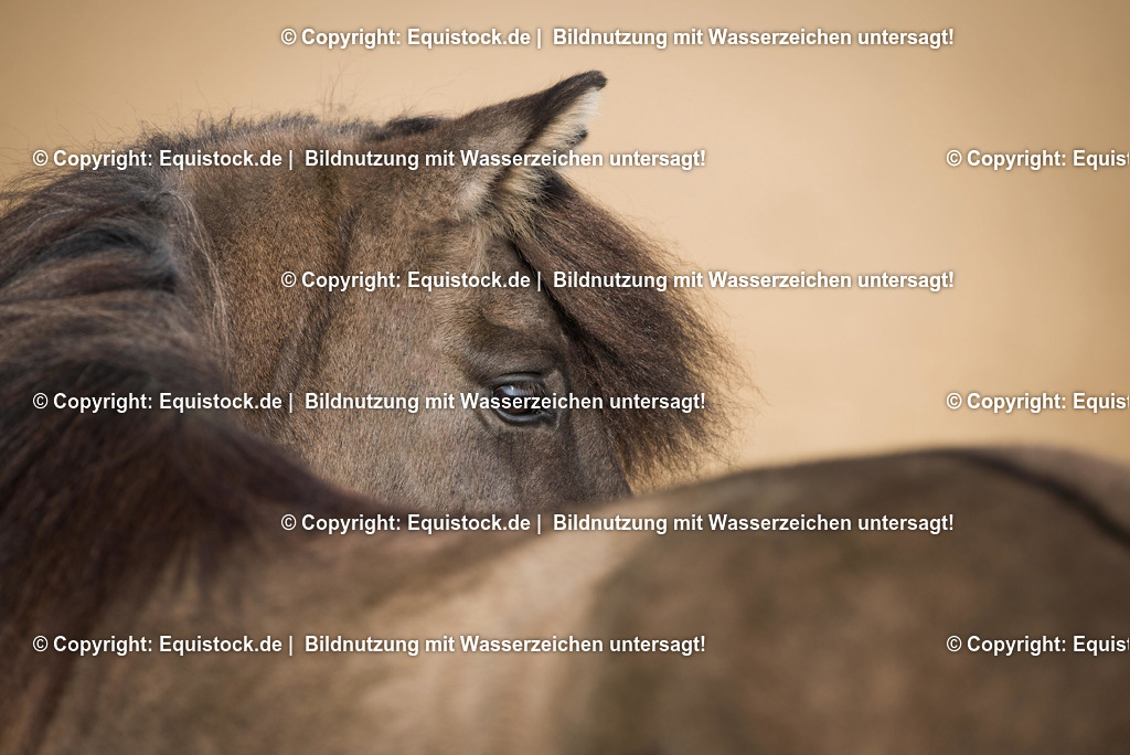 TS_20170925_Portrait_Isl__nder_0001 | Foto: Thomas Hartig