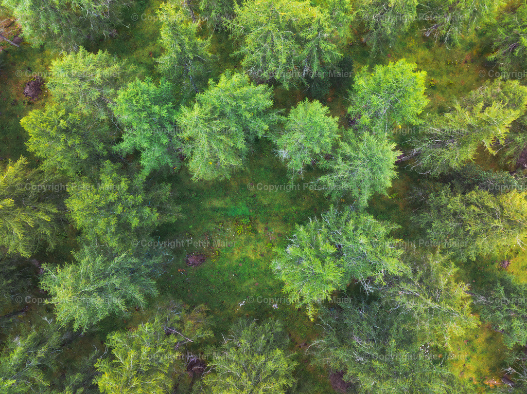 Divers_Erlebnisraum_Wald_23_Peter_Maier-356 | default