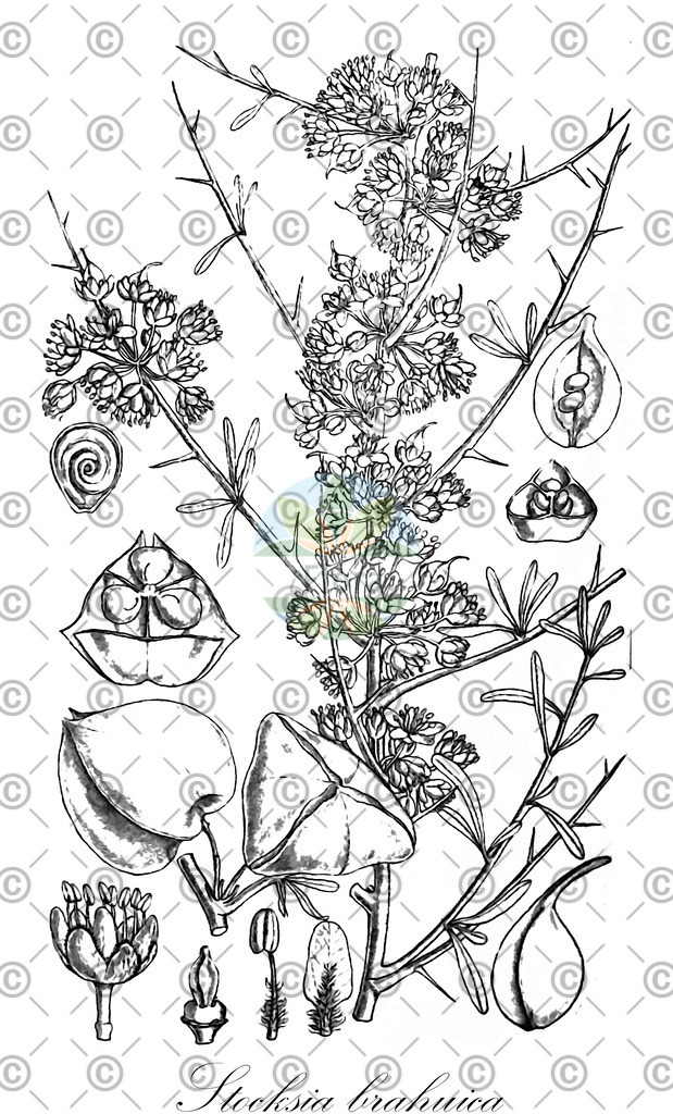 HistAbb_wfo-0001436211_1_ENZY_Simple | Historische Abbildung von Stocksia brahuica - Sapindaceae | Historical Illustration of Stocksia brahuica - Sapindaceae