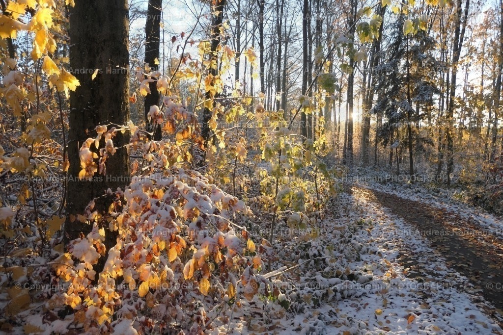 Schnee auf Herbstlaub | Schnee auf Herbstlaub - Realisiert mit Pictrs.com