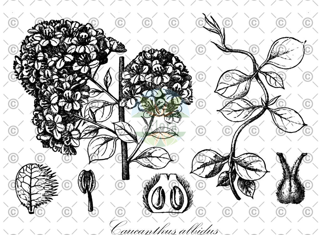 HistAbb_wfo-0000824645_1_ENZY_Simple | Historische Abbildung von Caucanthus albidus - Malpighiaceae | Historical Illustration of Caucanthus albidus - Malpighiaceae