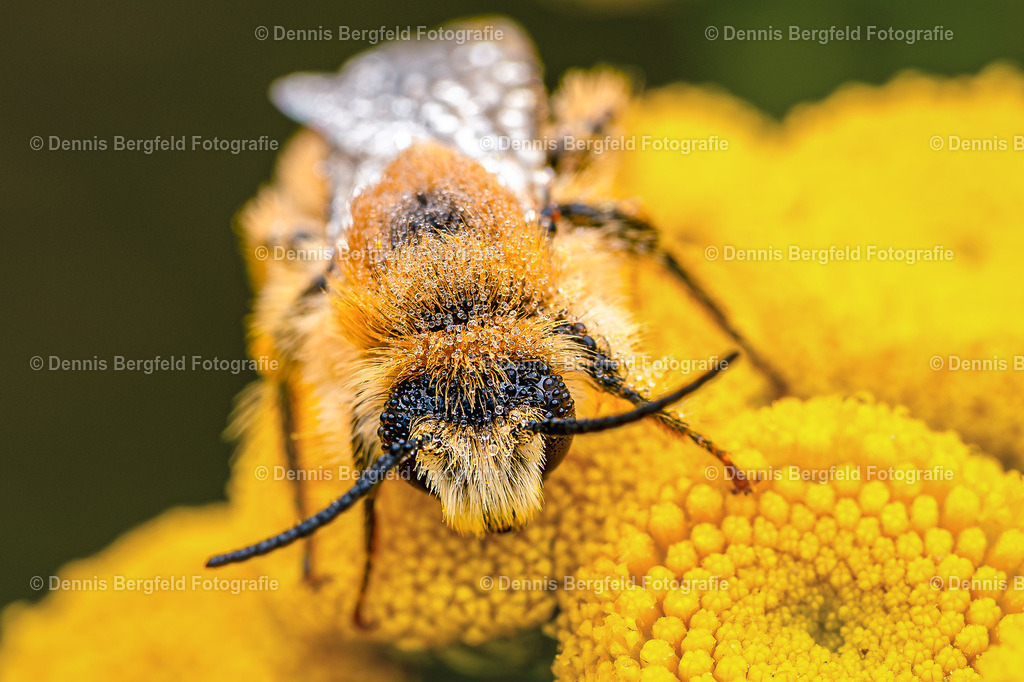 Biene auf gelber Blüte Ultra-Makro | Entdecken Sie Natur, Makro und Tierfotografie von Dennis Bergfeld.Besondere Momente und Details der Natur, hochwertig als Foto und Wandbild erhältlich. - Realisiert mit Pictrs.com