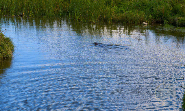 _DSC1376 | Shop für Prints Landschaftsfotografie Sächsische Schweiz Naturfotografie in Thüringen Fotos vom Findlingspark Nochten Kloster Sankt Marienstern Bilder Festung Königstein PanoramaRhododendronpark Kromlau FotogalerSchleswig-Holstein Küstenlandschaften
