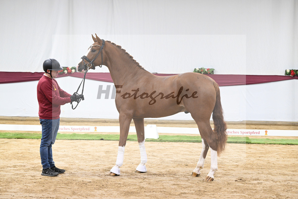 Kat-Nr. 140 Juwel x Vitalis_BG Westhoff u Rothenberger_47253130 | hf-fotografie - Realisiert mit Pictrs.com