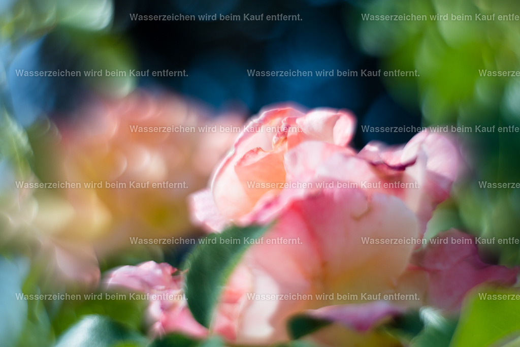 In dir liegt die Zartheit | Die Botschaft zum Bild lautet: Ändere deine Sichtweise auf dich. Du musst nicht robust sein, sei endlich zart. Zart, wie eine Blüte. Deine Zartheit bedingt deine Schönheit, bedingt deine Welt. Erlaube dir auch zart zu sein. Werde weich mit dieser Energie und doch unbrechbar und zart.