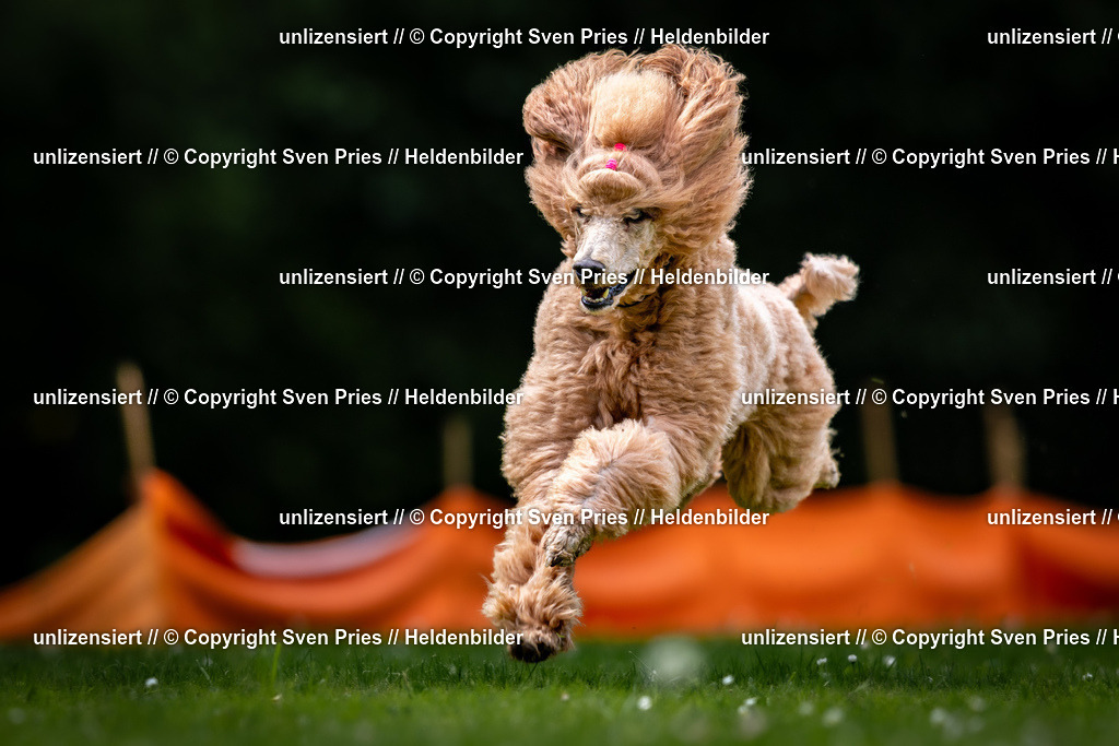 Sven Pries | 2026-05-14 - Hunderennen KA Durlach Vatertag 2026 - Realisiert mit Pictrs.com