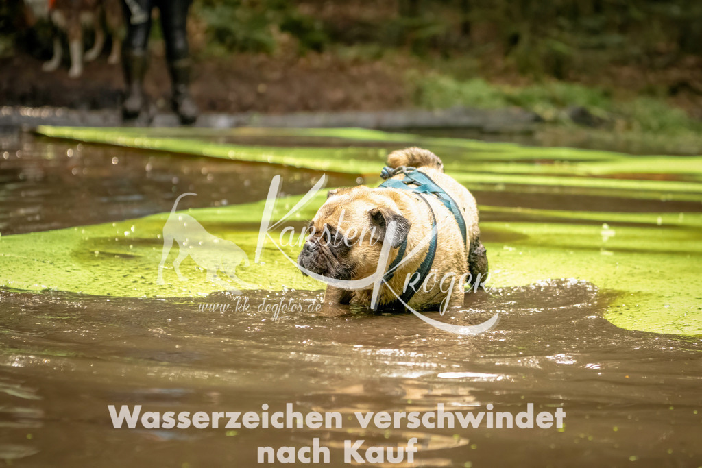 1414_ZZ91674-Bearbeitet | kk-dogfotos