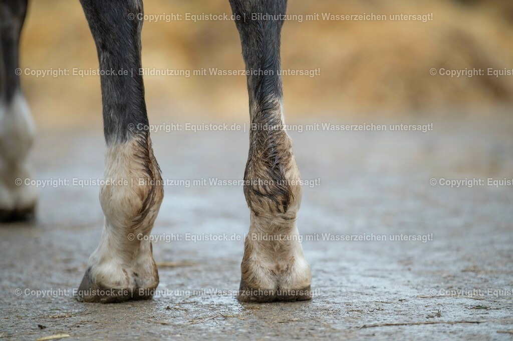 20201030_Kotwasser_0021 | equistock