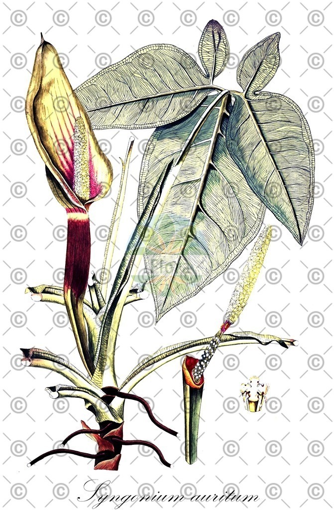 HistAbb_wfo-0001035808_1_ENZY_Simple | Historische Abbildung von Syngonium auritum - Araceae | Historical Illustration of Syngonium auritum - Araceae