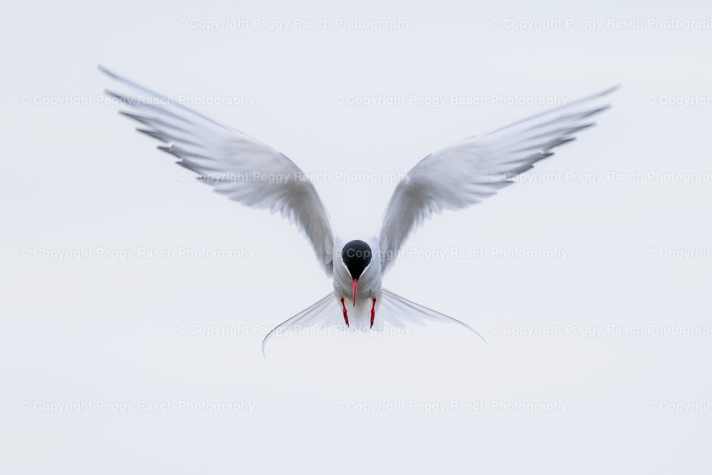 Küstenseeschwalbe | Küstenseeschwalbe - Realisiert mit Pictrs.com