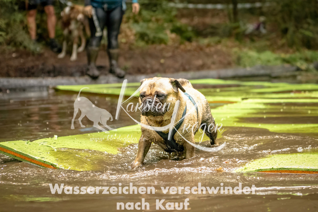 1414_ZZ91672-Bearbeitet | kk-dogfotos