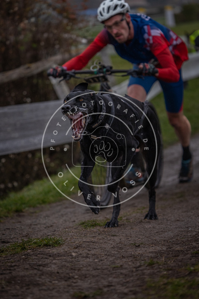 CaniXpix_0L8A0588 | Hundefotografie, Tierfotograf, Pfotenfotografie, Fotoshooting Hund, Hunde Portrait, Hundesport, Hundeportraits, Heideshooting, Hunde, Sportfotograf, Hundefotograf, Turnierhundsport, THS,  - Realisiert mit Pictrs.com