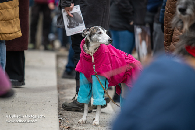 Galgomarsch2026-11 | Augenblicke kommen und gehen, Erinnerungen bleiben. Als Tierfotografin schaffe ich liebevolle Erinnerungen an unsere tierischen Familienmitglieder, ohne Stress und Druck.
Buchbar für den Raum München und Landkreis Dachau  - Realisiert mit Pictrs.com