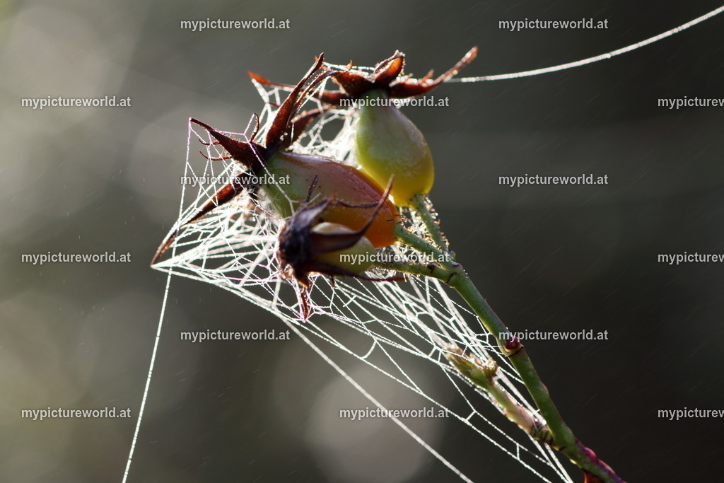 Hundsrose-009 | Das Bilderarchiv über Tiere, Planzen und Landschaften. In der Bilddatenbank finden Sie ein große Auswahl an hochwertigen Bilder für Ihre Werbung - Realisiert mit Pictrs.com