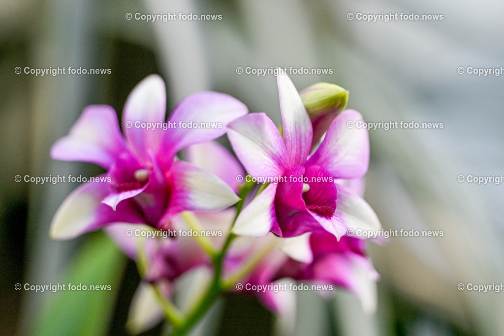 Botanischer Garten Linz_ Schmetterlinge_ Orchideen_ 21.01.2024-101 | 21.01.2024, Botanischer Garten Linz, AUT, Orchideen, im Bild Blume, Bluete, Pflanze, Tropenhaus, tropisch, Farbe, exotisch, bunt, Flora