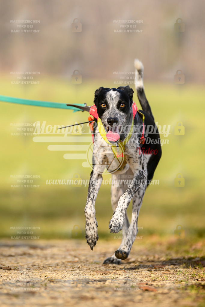 MompixPhotography_6ReiatRennen2026_SA_HappyDog-3 | PayLife