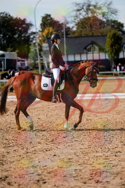 2026_10_03_Siefer-Hof_132840_Z63_89581283 | Professionelle Reitsport-, Turnier- und Eventfotografie von Robert Broda. Galerien mit ausgewählten und bearbeiteten Bildern direkt online ansehen und bestellen.