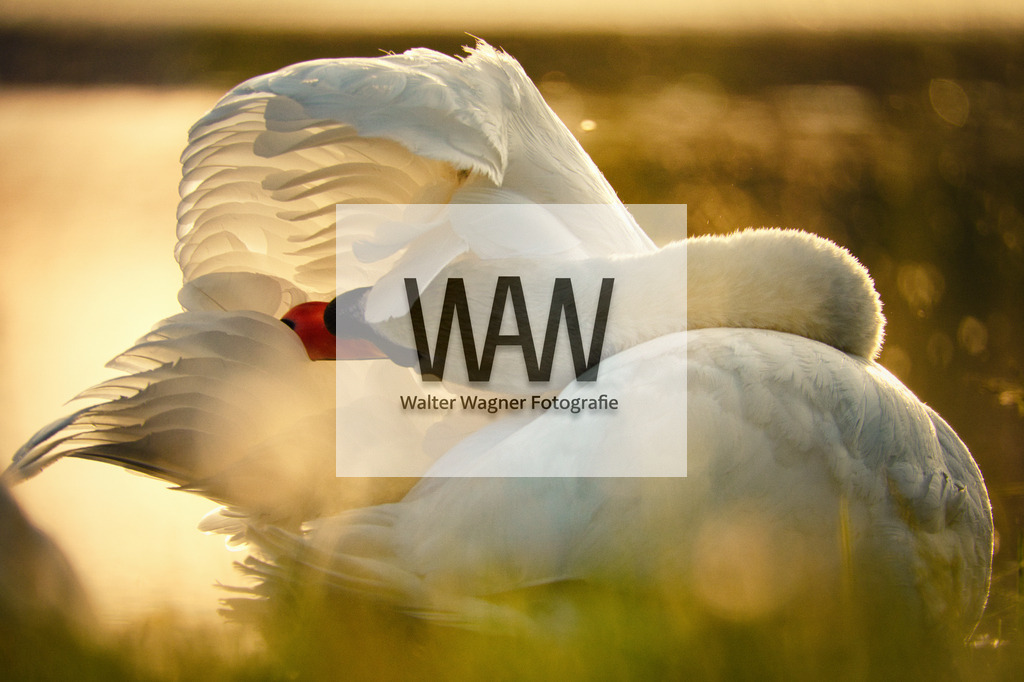 WWW06619 | walter-wagner-fotografie