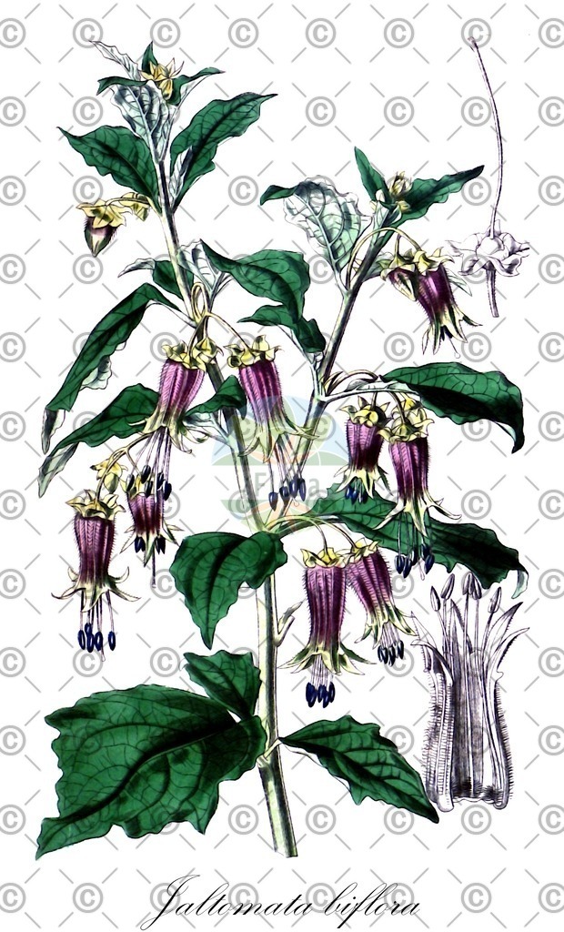 HistAbb_wfo-0001135533_1_ENZY_Simple | Historische Abbildung von Jaltomata biflora - Solanaceae | Historical Illustration of Jaltomata biflora - Solanaceae