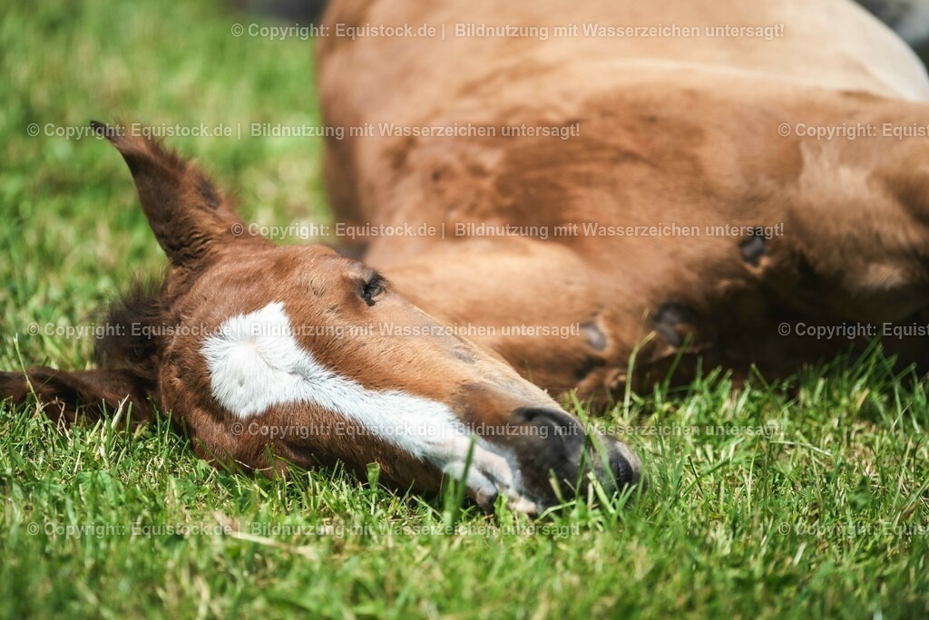 20210617_Fohlen_0287 | Foto: Thomas Hartig