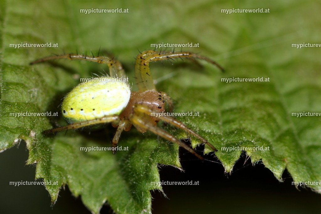 Enoplognatha ovata-001 | Das Bilderarchiv über Tiere, Planzen und Landschaften. In der Bilddatenbank finden Sie ein große Auswahl an hochwertigen Bilder für Ihre Werbung - Realized with Pictrs.com