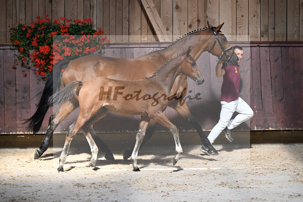 Kat-Nr. 13 Chin Grey x Christiano_SF_Schuster u Schmid-Zemann_25250114 | hf-fotografie - Realizzato con Pictrs.com