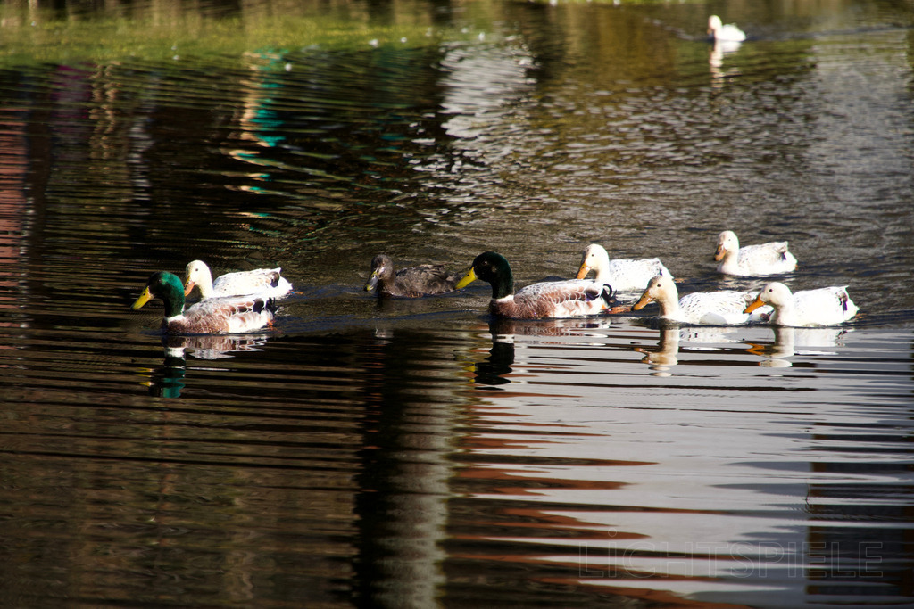 Wasser-Spiegel | Entenfamilie auf dem Wasser - Realisiert mit Pictrs.com