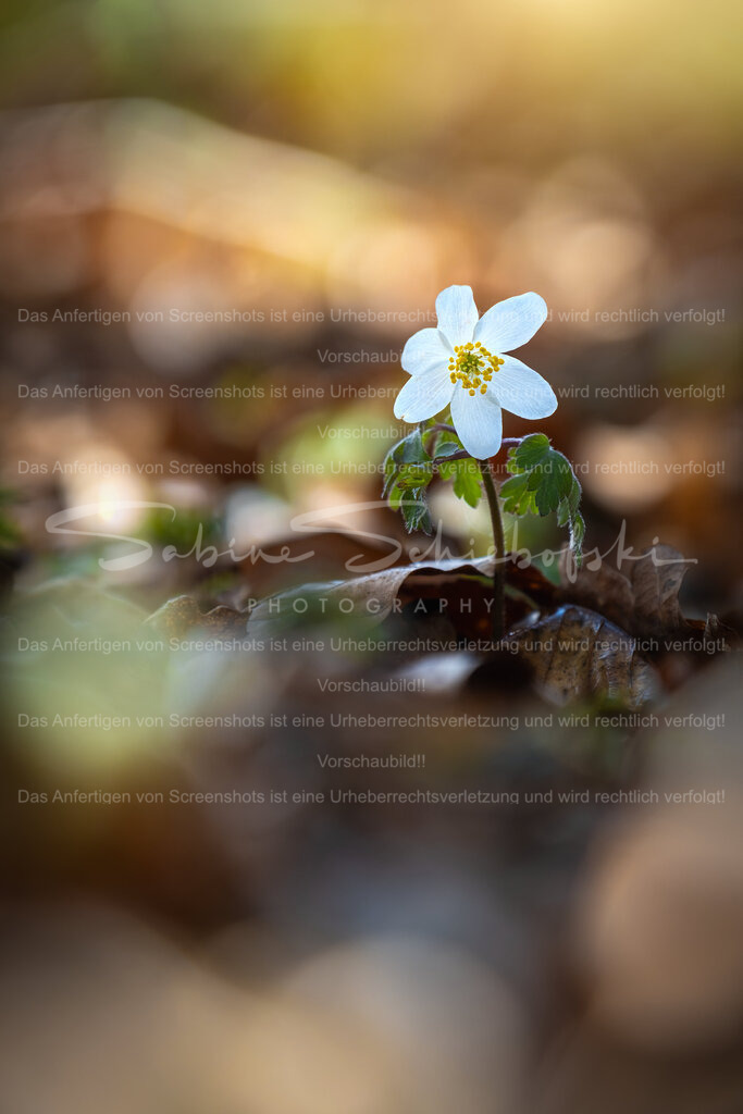 Buschwindröschen im warmen Frühlingslicht | Ein einzelnes Buschwindröschen (Anemone nemorosa) erhebt sich zwischen dem alten Laub des Waldbodens und wird vom warmen Licht eines frühen Frühlingsmorgens umhüllt.Die sanften Farben und das weiche Bokeh verleihen diesem Moment eine ruhige, fast poetische Atmosphäre – ein stilles Zeichen dafür, dass der Frühling im Wald angekommen ist.Diese Naturaufnahme bringt die zarte Schönheit heimischer Wildblumen und die besondere Stimmung des erwachenden Waldes in den Mittelpunkt.Ideal als Natur-Wandbild oder Fine Art Print, um Wohnräume mit Ruhe, Wärme und einem Hauch von Frühling zu füllen. - Realisiert mit Pictrs.com