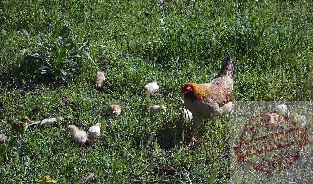 Hen leading small chicks through green grass | Hen overseeing her many baby chicks foraging in green pasture - Realized with Pictrs.com