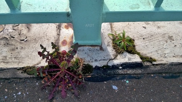 Stadt Natur 26 | ARDT Foto Kunst