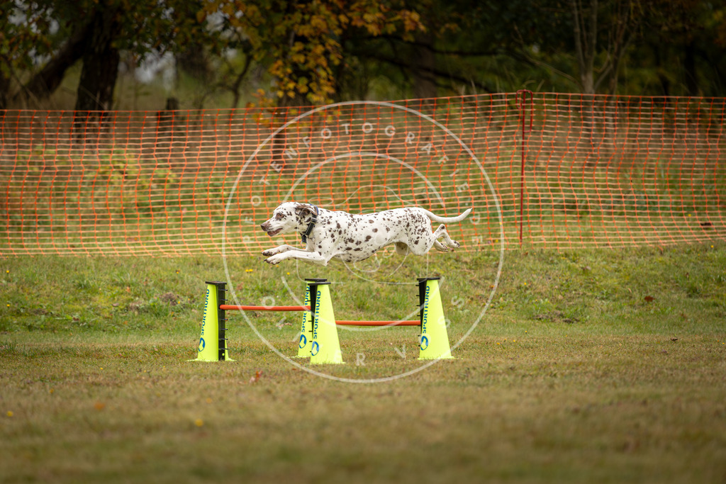 Pfotenfotografie_DV3A2705 | Hundefotografie, Tierfotograf, Pfotenfotografie, Fotoshooting Hund, Hunde Portrait, Hundesport, Hundeportraits, Heideshooting, Hunde, Sportfotograf, Hundefotograf, Turnierhundsport, THS,  - Realisiert mit Pictrs.com