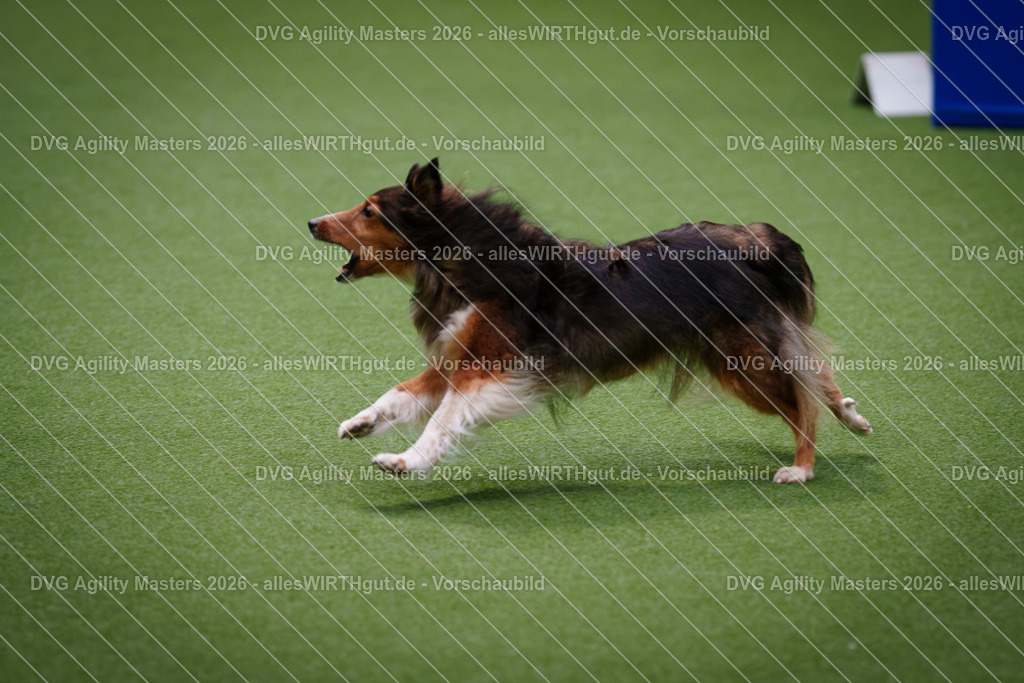 allesWIRTHgut_Tierfotografie-DVG_Agility_Masters_2026-13_50-7R500108 | Professionelle Tierfotografie in Mönchengladbach von Daniel Wirth (allesWIRTHgut). Liebevolle & natürliche Bilder von Hunden & Katzen für unvergessliche Erinnerungen.