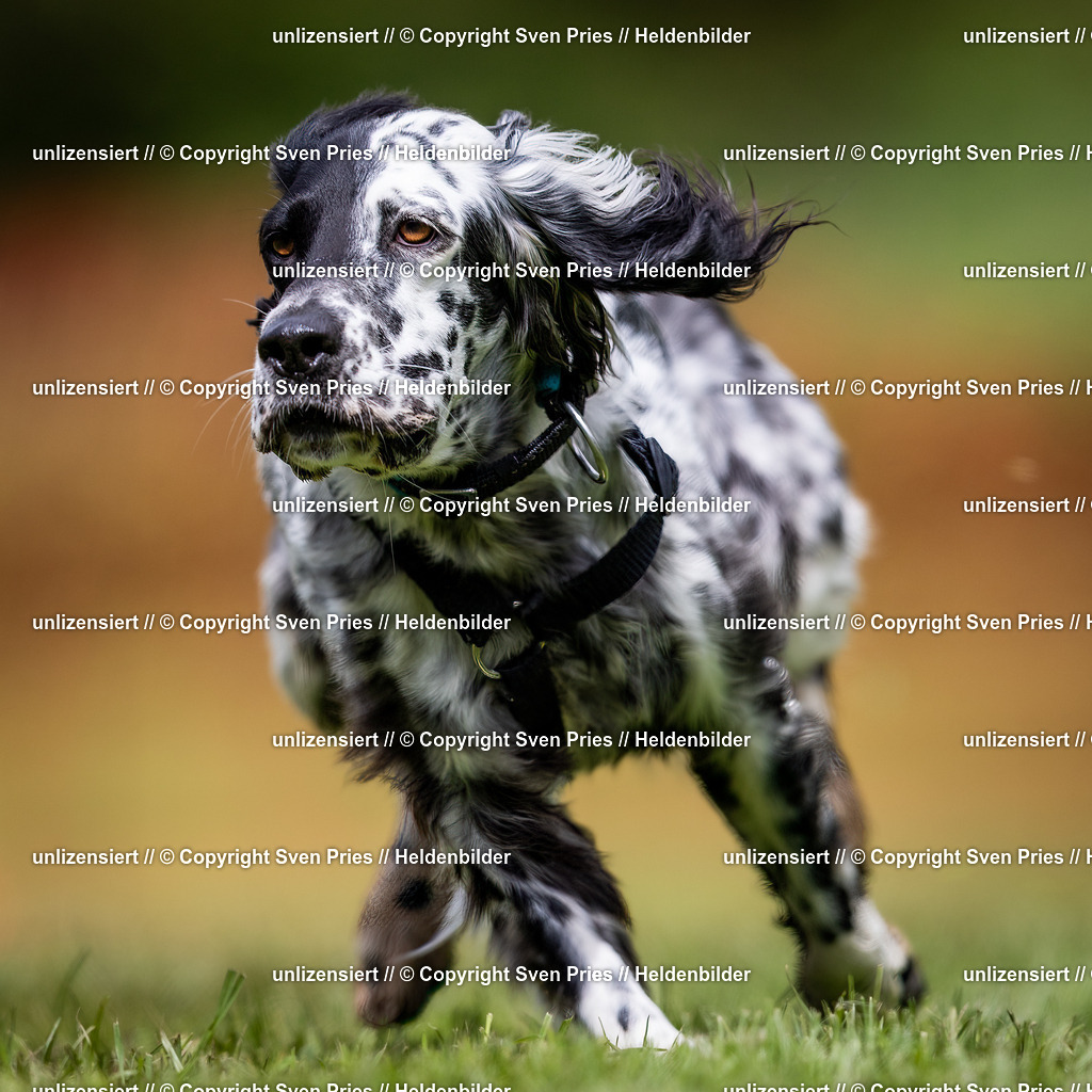 Sven Pries | 2024-04-21 - Hunderennen Baden-Oos
Foto: Sven Pries - Realisiert mit Pictrs.com