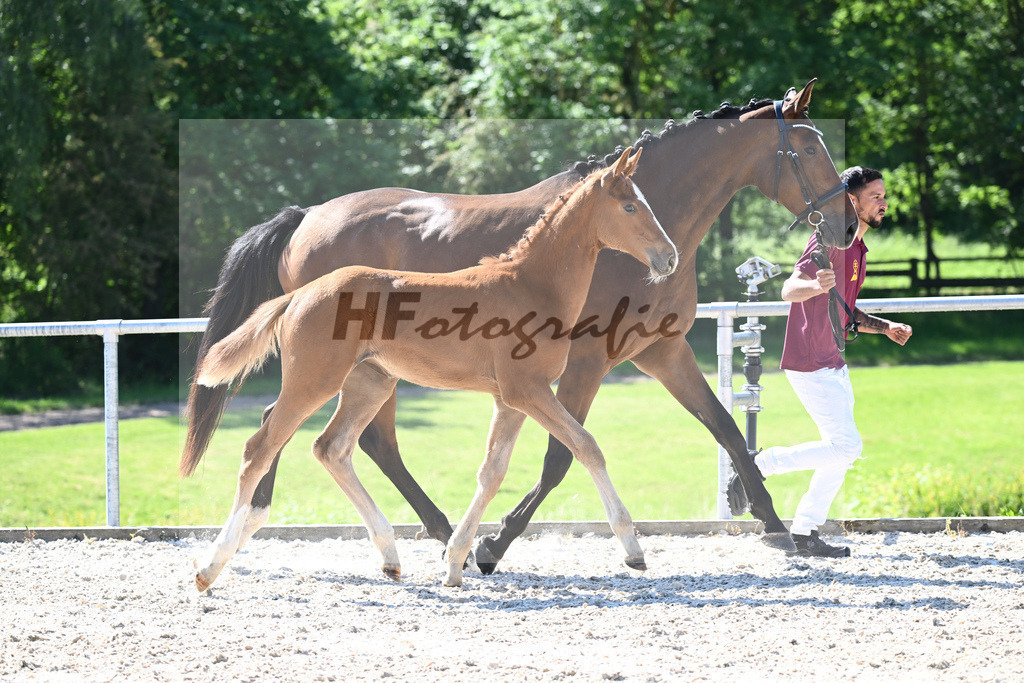 Kat-Nr. 2 SF Forlee_Foth_16230087 | hf-fotografie - Realisiert mit Pictrs.com