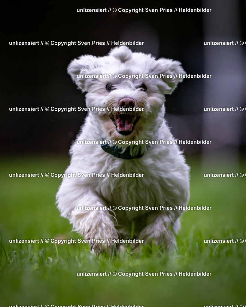 Sven Pries | 2024-10-19 - Hunderennen Ober-Grombach - Realisiert mit Pictrs.com