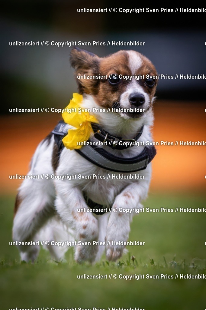 Sven Pries | 19. Allgemeines Hunderennen Karlsruhe Durlach - Realisiert mit Pictrs.com